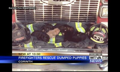 Corinth Fire looking for help with abandoned puppies