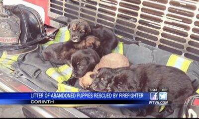 Seven puppies safe and sound thanks to Corinth firefighters