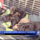 Seven puppies safe and sound thanks to Corinth firefighters