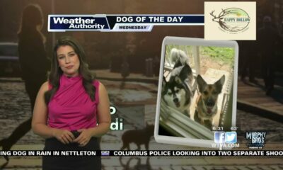 Dog Walk Forecast for May 29 - Keiki & Heidi