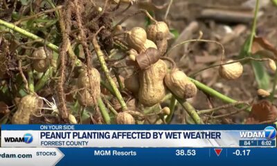 Rain affecting South Mississippi farmers' peanut planting plans