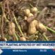 Rain affecting South Mississippi farmers' peanut planting plans