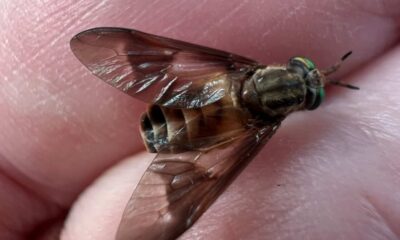 Deer Fly Season on the Coast – Oh My!