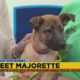 Friday Fur Babies: Meet Majorette