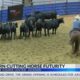 Southern Cutting Horse Futurity held in Jackson