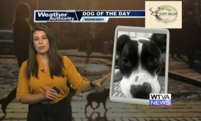 Dog Walk Forecast for June 5th - Deja King