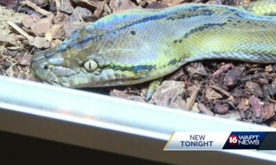 Snake eggs found near home