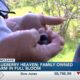 Vancleave family-owned farm Blueberry Heaven in full bloom