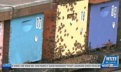 Ocean Springs business using bees to help the environment