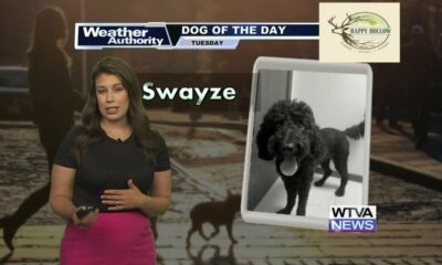 Dog Walk Forecast for June 11th - Swayze