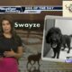 Dog Walk Forecast for June 11th – Swayze