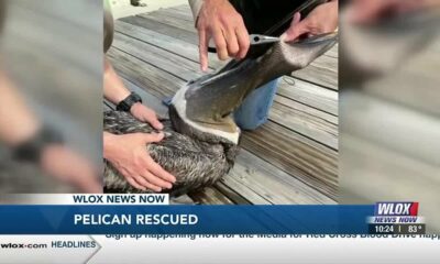 Injured pelican gets second chance at life thanks to animal rescue group