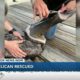 Injured pelican gets second chance at life thanks to animal rescue group