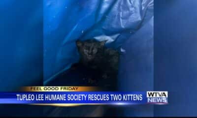 Tupelo Lee Humane Society saves kittens from storm drain