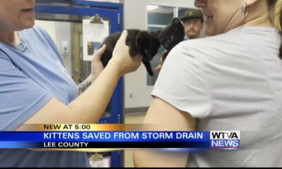 Kittens saved from storm drain in Tupelo