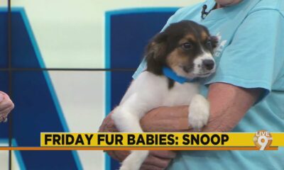 Friday Fur Babies: Meet Snoop