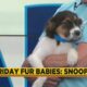 Friday Fur Babies: Meet Snoop