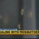 Wellness Wednesday: How to deal with mosquitoes