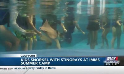 Kids snorkel with stingrays at IMMS Summer Camp