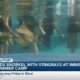 Kids snorkel with stingrays at IMMS Summer Camp