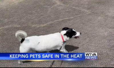 Tips for keeping pets safe in the heat