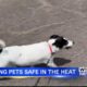 Tips for keeping pets safe in the heat