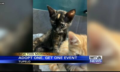 Tupelo Lee Humane Society holding kitten adoption event