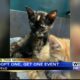 Tupelo Lee Humane Society holding kitten adoption event