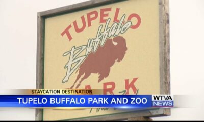 Staycation Destination: Tupelo Buffalo Park and Zoo