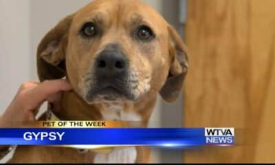 Pet of the Week - Gypsy