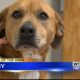 Pet of the Week - Gypsy