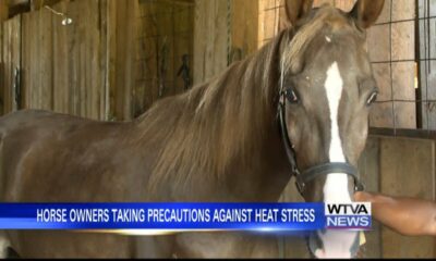 Tips for horse owners during extreme heat