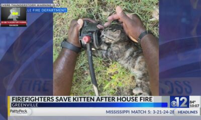Greenville firefighters save kitten after house fire