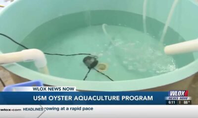 USM Marine Aquaculture Center’s oyster farming boosts reef restoration efforts