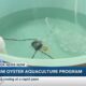 USM Marine Aquaculture Center’s oyster farming boosts reef restoration efforts