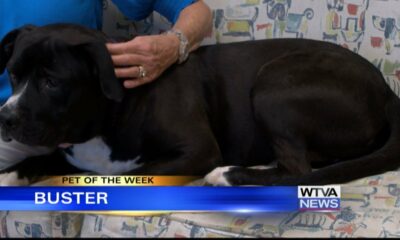 Pet of the Week - Buster