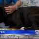 Pet of the Week - Buster