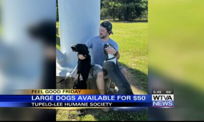 Large dogs available for $50 at Tupelo Lee Humane Society