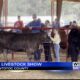 Pontotoc County 4-H holds beef show