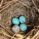 Brown-headed Cowbirds: Uninvited Nest Mates