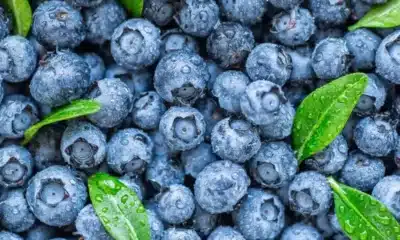 June Signifies Blueberry Season | Our Mississippi Home