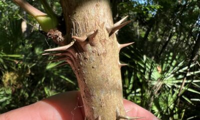 Hercule’s Club or Devil’s Walking Stick, This Understory Tree is Rightfully Named