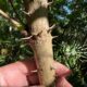 Hercule’s Club or Devil’s Walking Stick, This Understory Tree is Rightfully Named