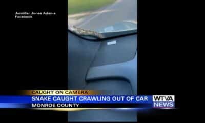 Shocking Moment: Snake hitched a ride on a Monroe County woman's vehicle