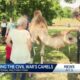 Camel teaches history at Vicksburg National Park