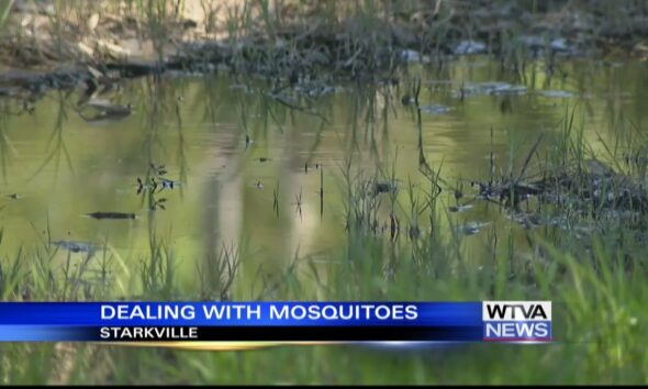 Mosquitoes are summertime nuisance and can transmit diseases