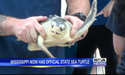 Mississippi now has official state sea turtle