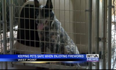 July means fireworks and that means frightened pets