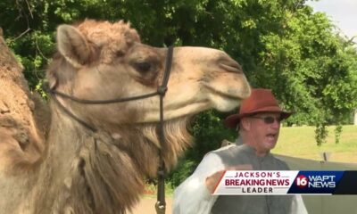 Did you know camels served during the Civil War?