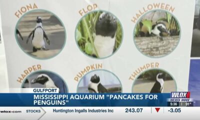 Mississippi Aquarium holds pancake fundraiser to help build penguin exhibit